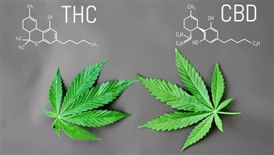 Beth yw'r Gwahaniaeth rhwng THC a CBD