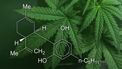 CBD, marijuana a chywarch: Beth yw'r gwahaniaeth rhwng y cynhyrchion canabis ...
