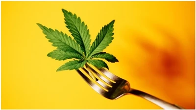 Cwestiynau Cyffredin CBD