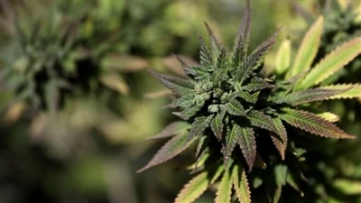 Beth yw'r system endocannabinoid? (ECS)