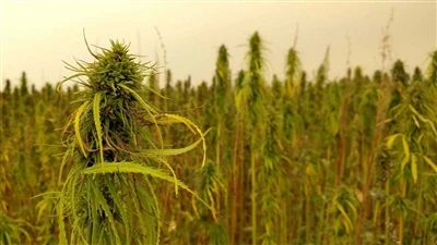 Newyddion Torri Am CBD: Cwmnïau Canabis Canada yn Ôl O Farchnad Cywarch CBD y...