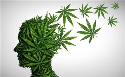 Sut i Ddefnyddio Olew CBD I'r Budd Gorau: Canllaw Llawn?